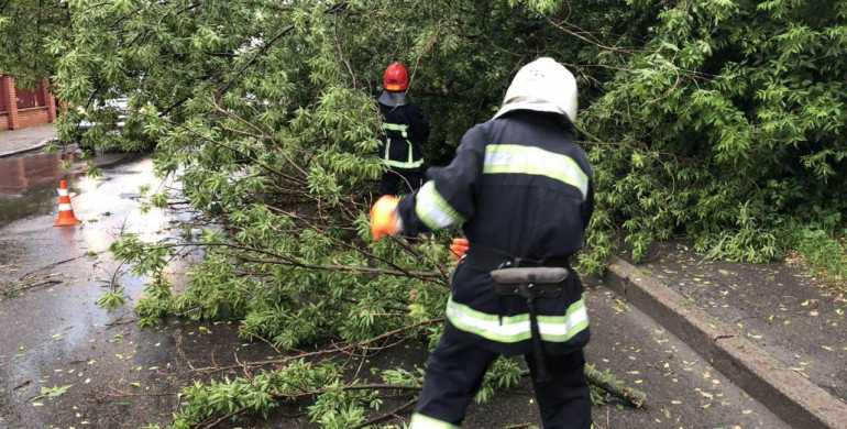 У Рівному негода повалила дерево прямо на дорогу (ФОТО)